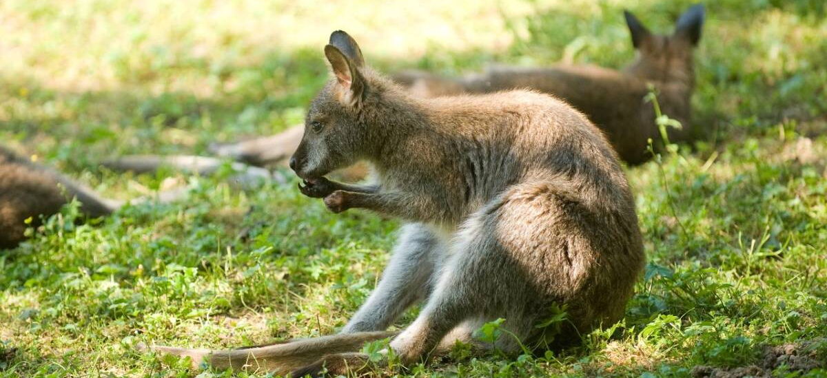 Känguru auf einer Wiese im Tierpark Bad Liebenstein
