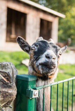 Ziege im Tierpark Bad Liebenstein